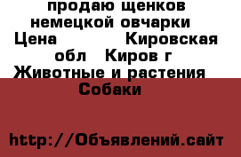 продаю щенков немецкой овчарки › Цена ­ 5 000 - Кировская обл., Киров г. Животные и растения » Собаки   
